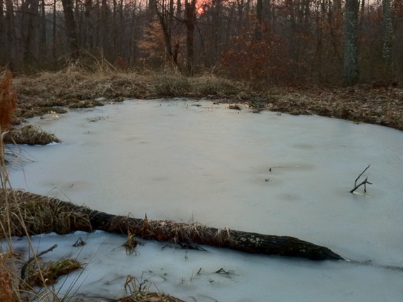 Pond on Sheltowee Trace